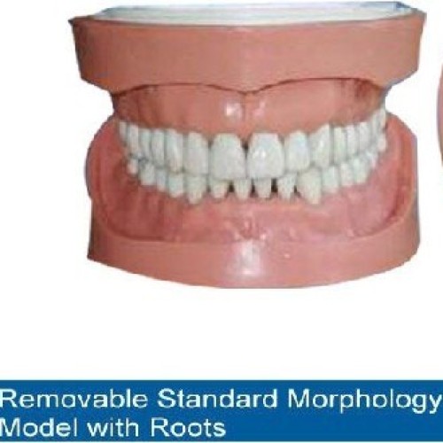 Sell removable standard teeth model